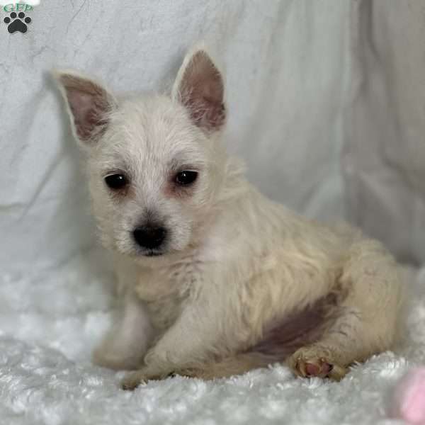 Barbie, West Highland Terrier Puppy