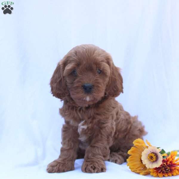 Roxie, Cavapoo Puppy