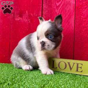 Armani, French Bulldog Puppy