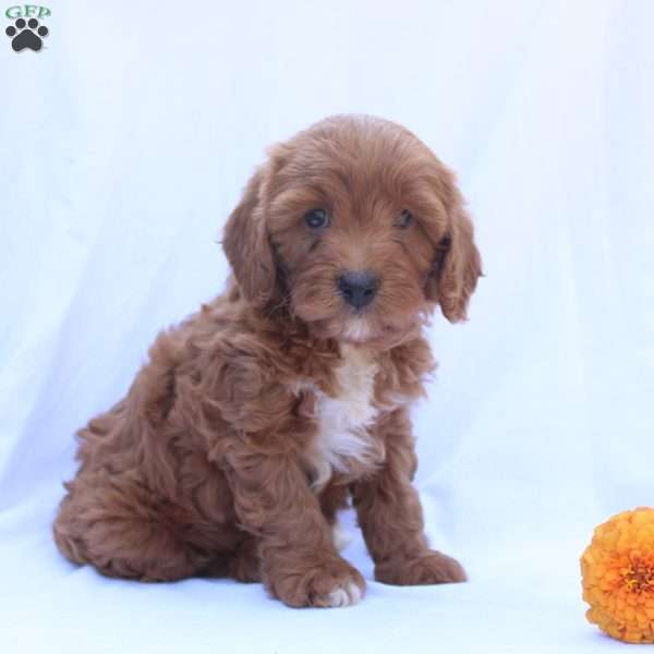 Teddy, Cavapoo Puppy