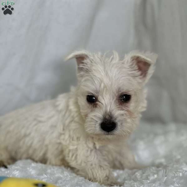 Beau, West Highland Terrier Puppy