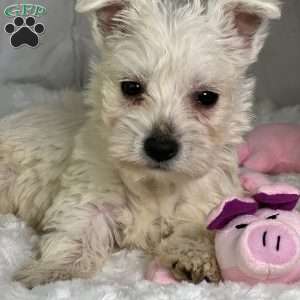 Beau, West Highland Terrier Puppy