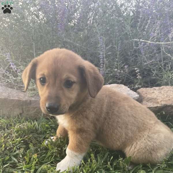 Lolly, Welsh Corgi Mix Puppy