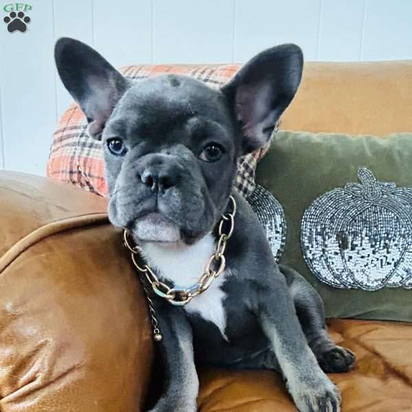 Sky, French Bulldog Puppy