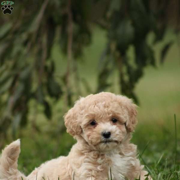 Ella, Maltipoo Puppy