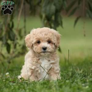 Ella, Maltipoo Puppy