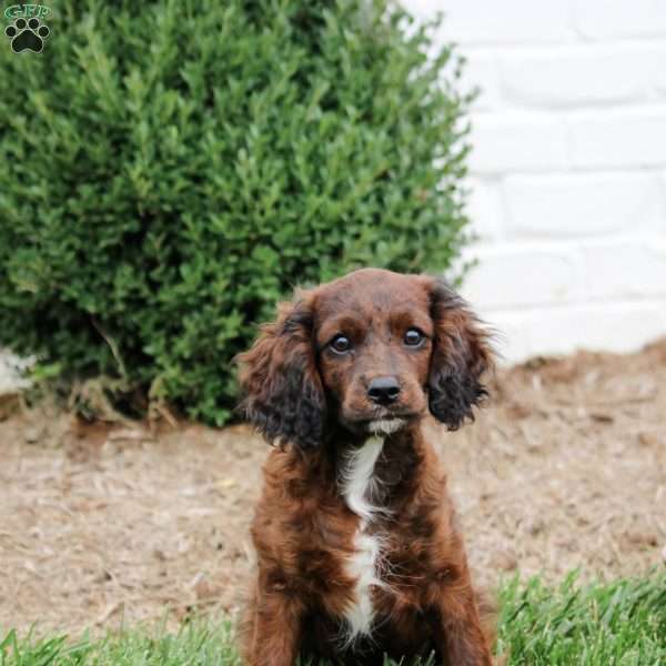 Sport, Cavapoo Puppy