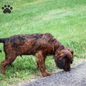 Sport, Cavapoo Puppy