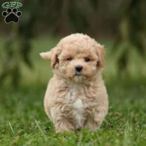 Ellie, Maltipoo Puppy