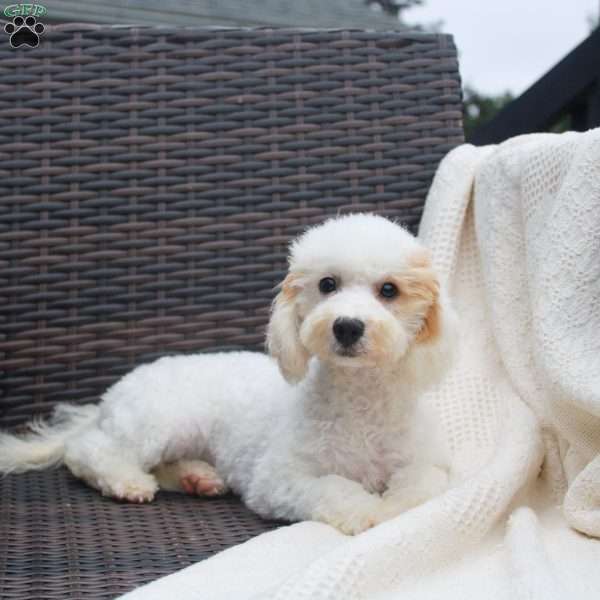 Nellie, Miniature Poodle Puppy