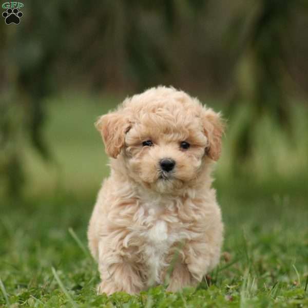 Ellie, Maltipoo Puppy