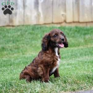 Sport, Cavapoo Puppy