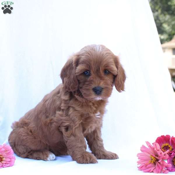 Rosie, Cavapoo Puppy