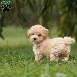 Ellie, Maltipoo Puppy