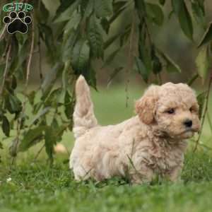 Everest, Maltipoo Puppy