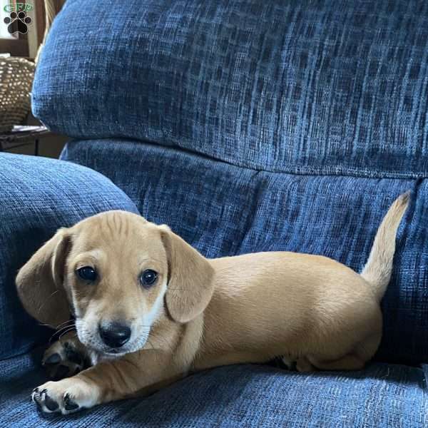 Gunner-Mini, Dachshund Puppy