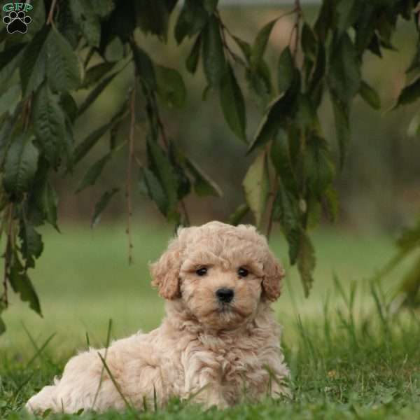 Everest, Maltipoo Puppy