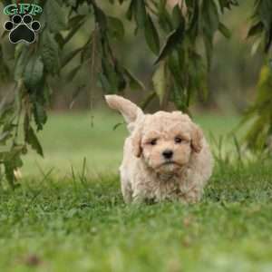 Everest, Maltipoo Puppy