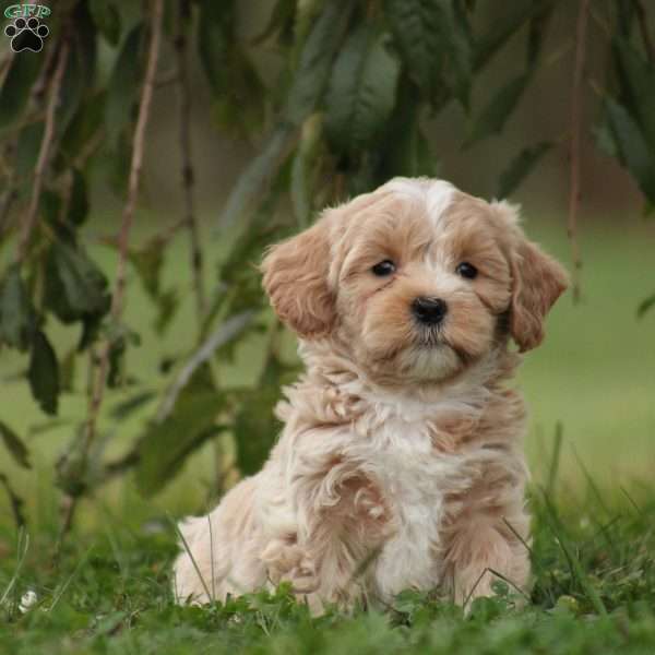 Elyse, Maltipoo Puppy