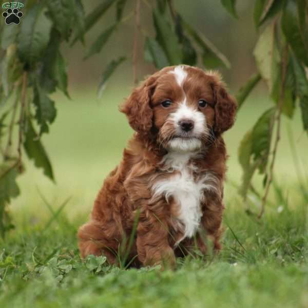 Trigger F1b, Mini Goldendoodle Puppy