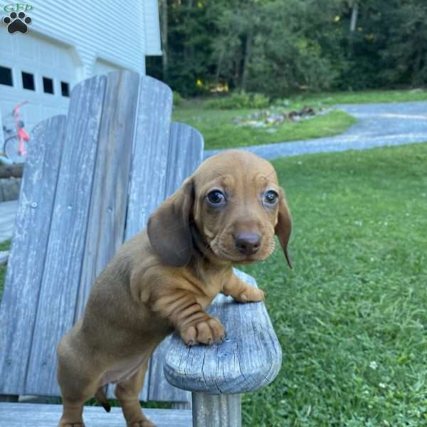 Grace-Mini, Dachshund Puppy