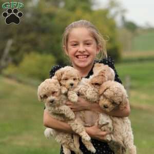 Everest, Maltipoo Puppy