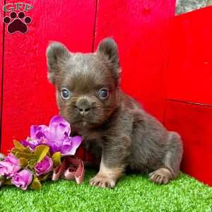 Celina, French Bulldog Puppy