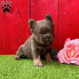 Celina, French Bulldog Puppy