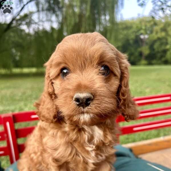 Tiana, Cavapoo Puppy