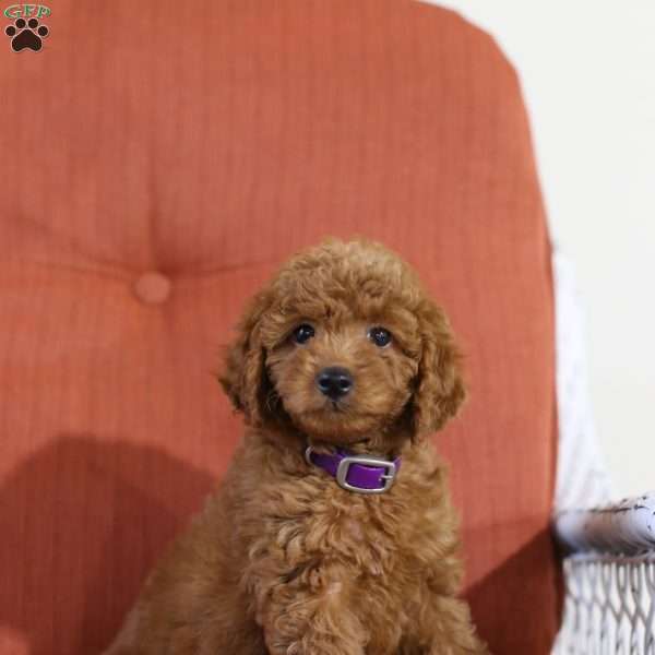 Alice – F1B, Mini Goldendoodle Puppy