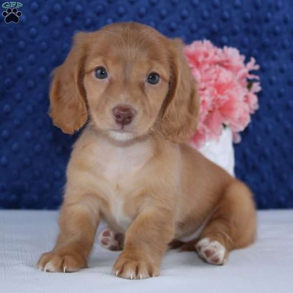 Brooklyn, Dachshund Puppy