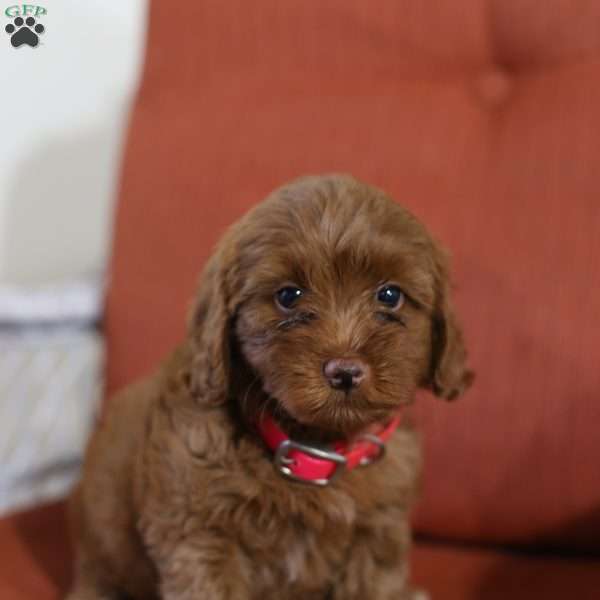 Abby – F1B, Mini Goldendoodle Puppy