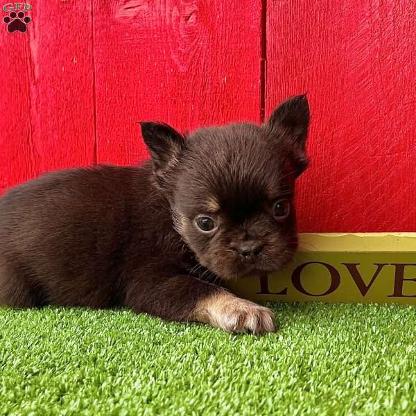 Candi, French Bulldog Puppy