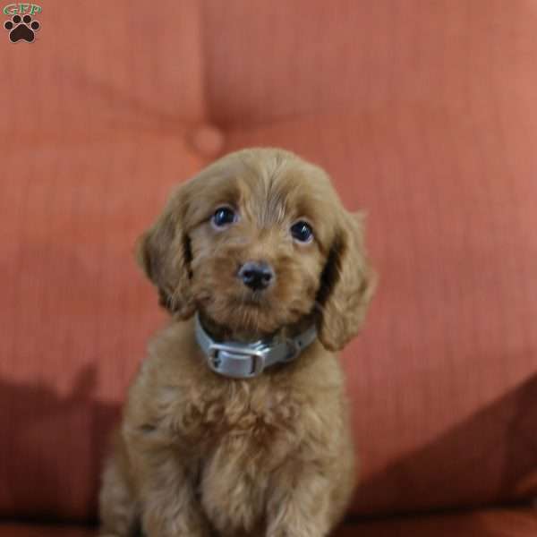 Alex – F1B, Mini Goldendoodle Puppy