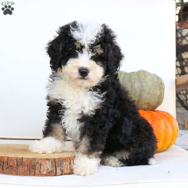 Markie, Mini Bernedoodle Puppy