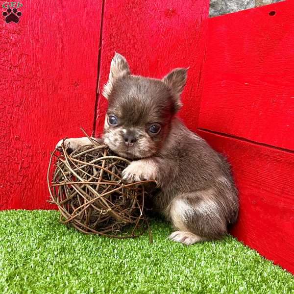 Carlos, French Bulldog Puppy