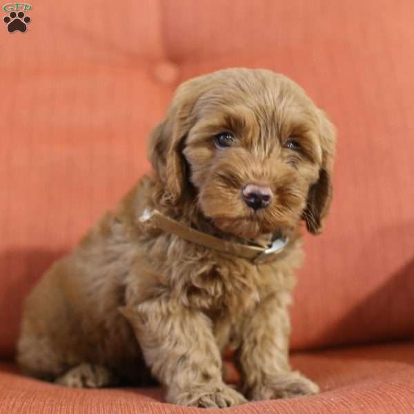 Adam – F1B, Mini Goldendoodle Puppy