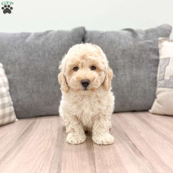 Frisky, Miniature Poodle Puppy