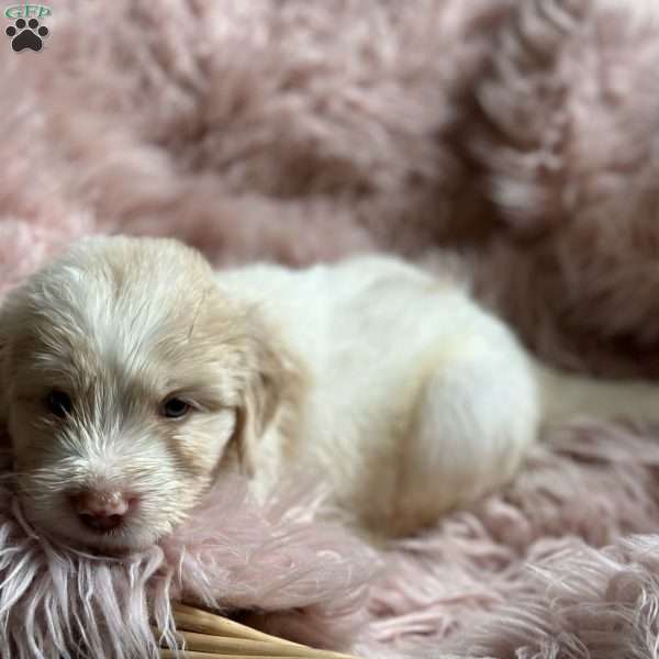 Rosie, Mini Goldendoodle Puppy