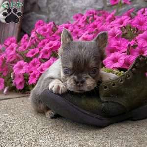 Carlos, French Bulldog Puppy