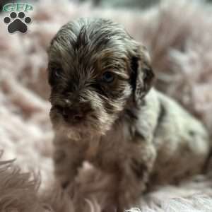 Rumi, Mini Goldendoodle Puppy