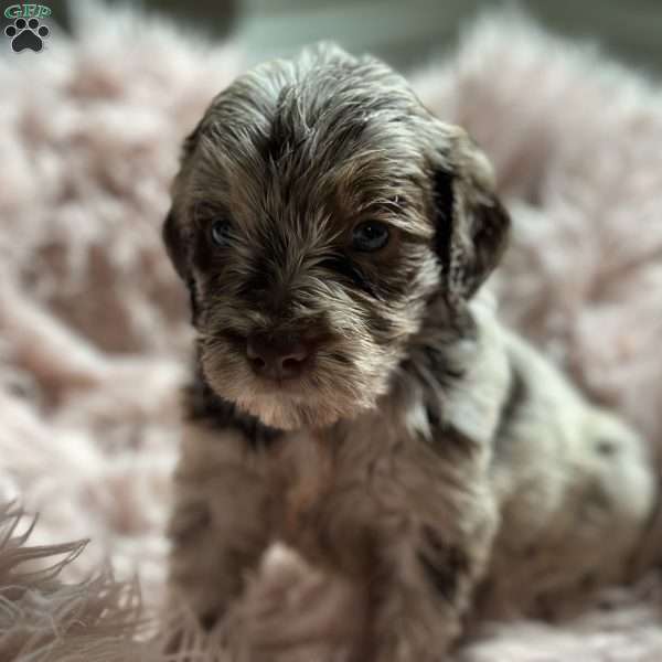 Rumi, Mini Goldendoodle Puppy