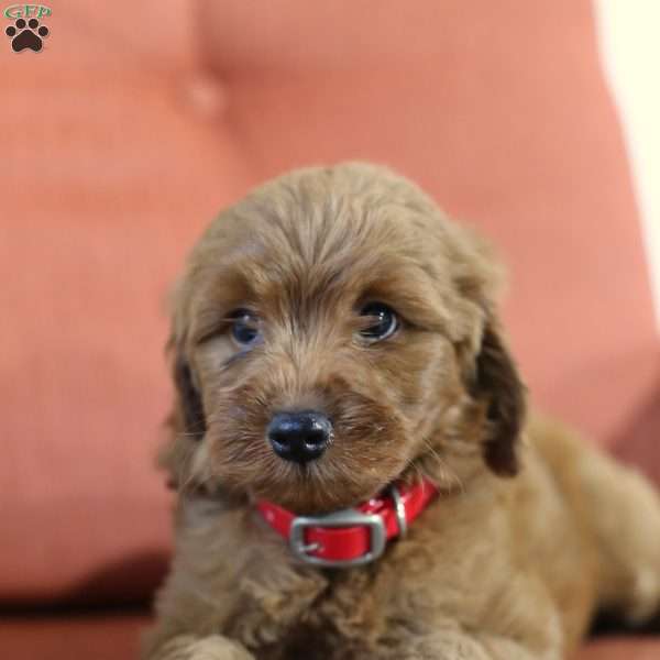 Allen – F1B, Mini Goldendoodle Puppy