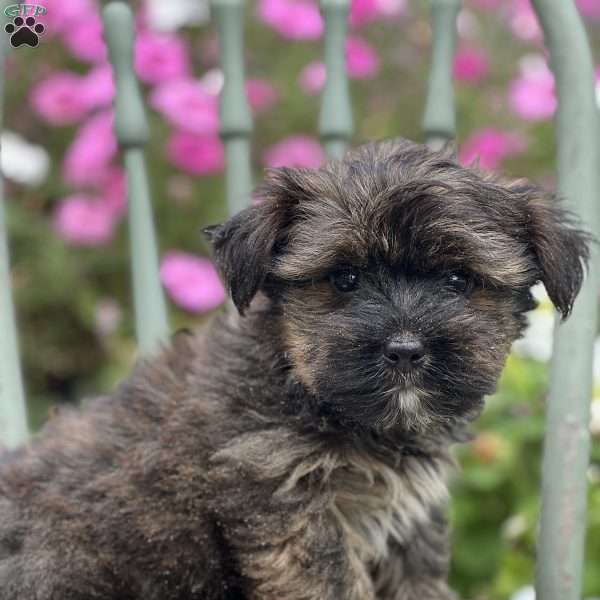 Bacon, Shorkie Puppy