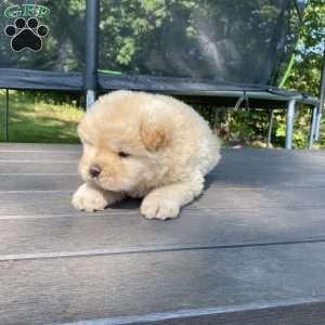 Beau, Chow Chow Puppy