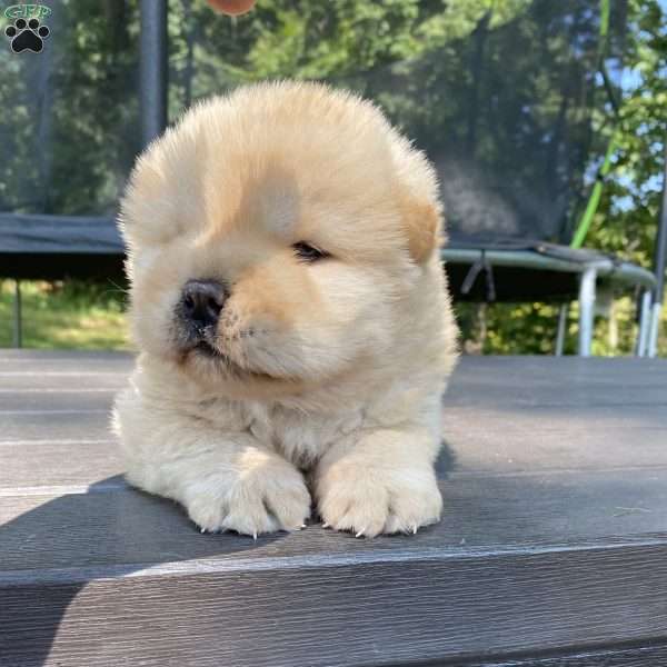 Beau, Chow Chow Puppy