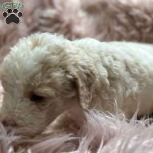 Violet, Mini Goldendoodle Puppy