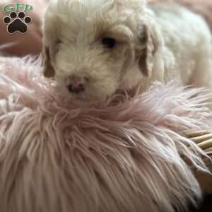 Violet, Mini Goldendoodle Puppy