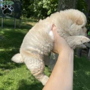 Beau, Chow Chow Puppy