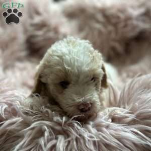 Violet, Mini Goldendoodle Puppy